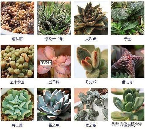 品種大全多肉植物名稱|144種多肉植物名稱大全，常見品種